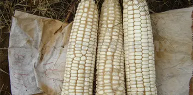 Urge fortalecer el cultivo de ma&iacute;z