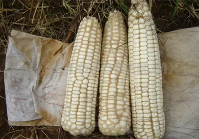 Urge fortalecer el cultivo de maíz Urge fortalecer el cultivo de maíz