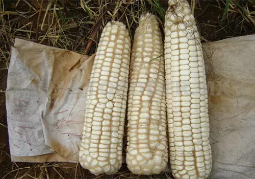 Urge fortalecer el cultivo de maíz Urge fortalecer el cultivo de maíz