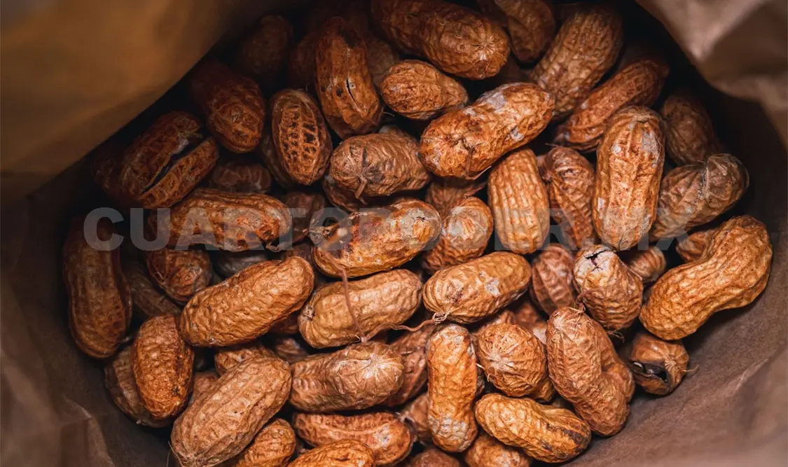 El cacahuate se puede utilizar de varias formas en la industria alimentaria. Diego Pérez / CP