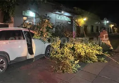 Rama de siete metros cae sobre camioneta