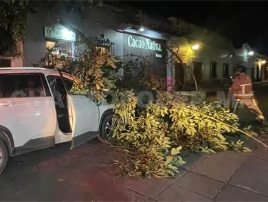 Rama de siete metros cae sobre camioneta Rama de siete metros cae sobre camioneta