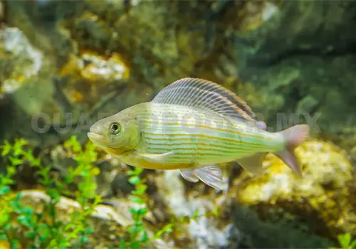 Afecta el cambio climático a peces Afecta el cambio climático a peces