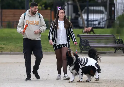 Llaman a reconocer violencia familiar a través de animales Llaman a reconocer violencia familiar a través de animales