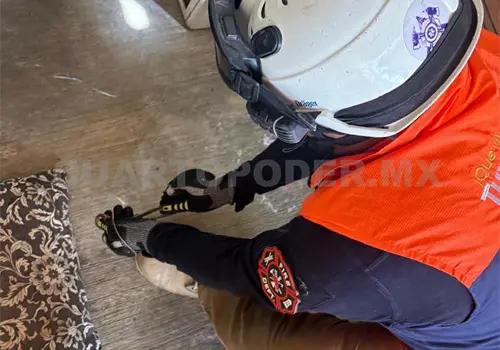 Resguardan reptil dentro de una vivienda en Tuxtla