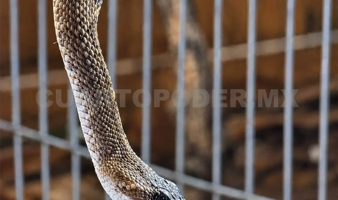 Alarma y preocupación generó la presencia de la serpiente. Manuel Martínez / CP