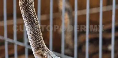 Hallan serpiente de cascabel en San Crist&oacute;bal