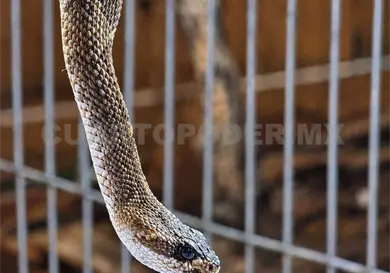 Hallan serpiente de cascabel en San Cristóbal Hallan serpiente de cascabel en San Cristóbal