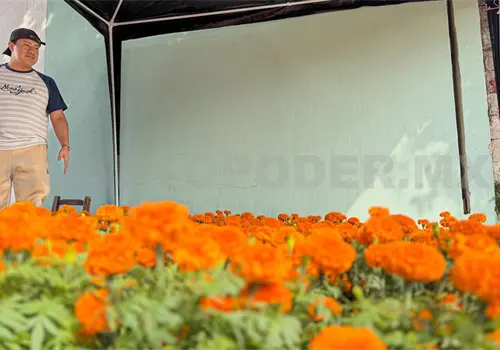 Precio del cempas&uacute;chil se eleva por escasez