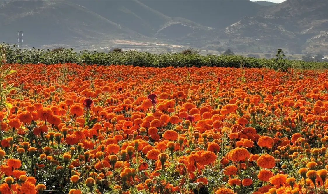 Cempasúchil: la flor que guía a las almas