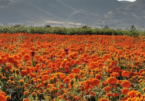Cempas&uacute;chil: la flor que gu&iacute;a a las almas