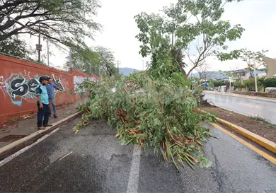 Retirar&aacute;n &aacute;rbol fracturado del parque Joyyo Mayu
