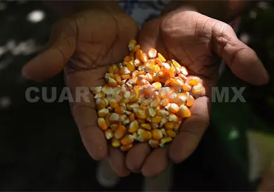 Estad&iacute;sticas, necesarias para fortalecer el campo