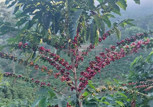 Buscan jornaleros en Guatemala para cosechar caf&eacute;