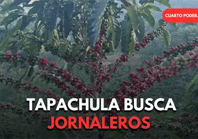 Buscan jornaleros en Guatemala para cosechar café Buscan jornaleros en Guatemala para cosechar café