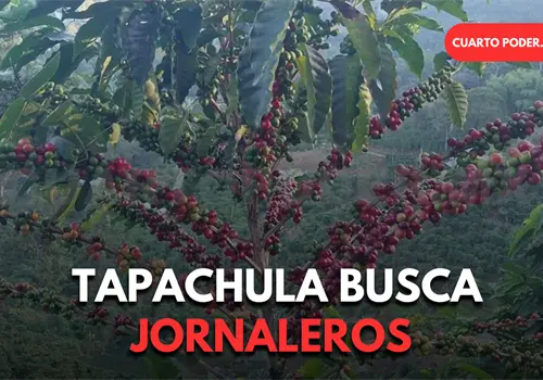Buscan jornaleros en Guatemala para cosechar café Buscan jornaleros en Guatemala para cosechar café