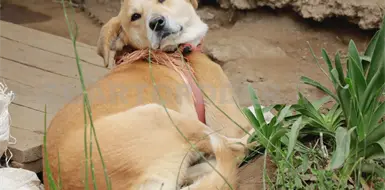 Alerta habitantes envenenamiento de mascotas Alerta habitantes envenenamiento de mascotas