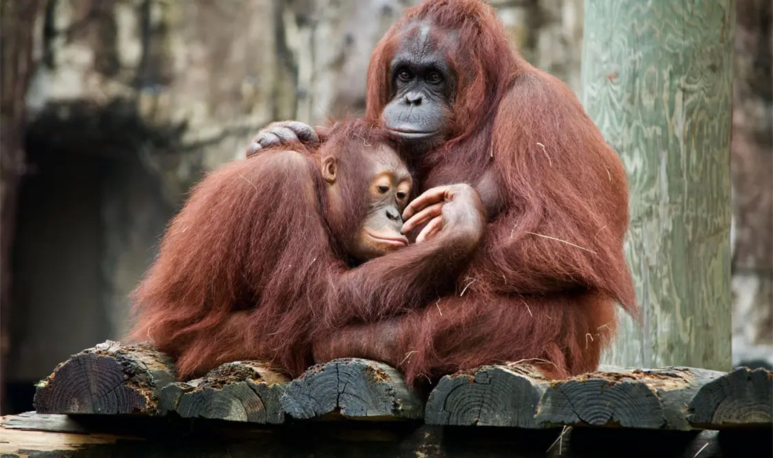 La vida social de los orangutanes