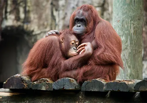 La vida social de los orangutanes